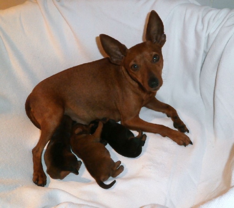 chiot Pinscher nain de la légende de la ville d'Ys