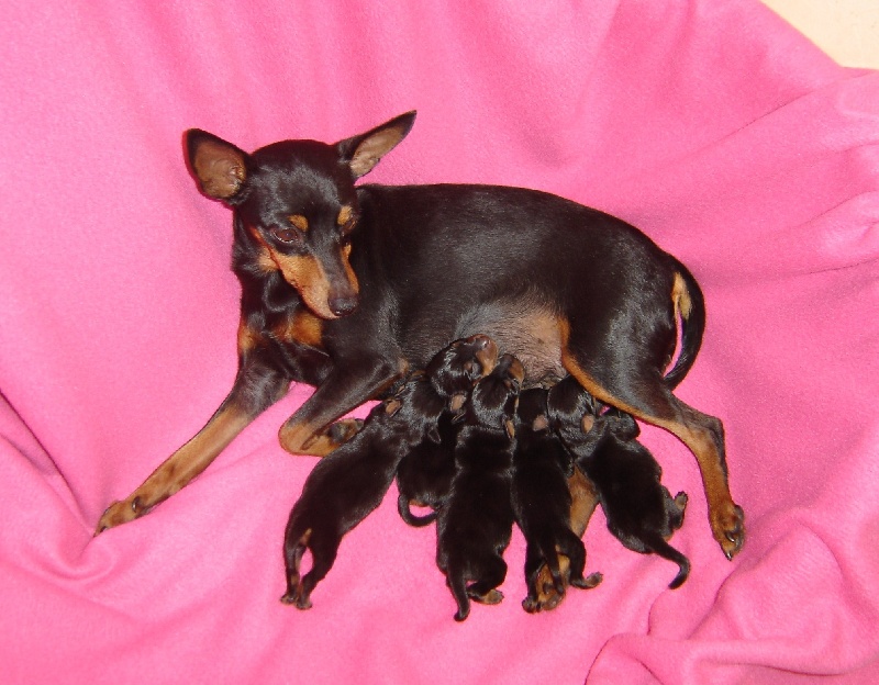 de la légende de la ville d'Ys - Pinscher nain - Portée née le 24/10/2013