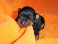 CHIOT
