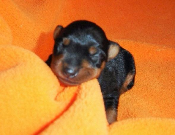 Chiot Pinscher nain de la légende de la ville d'Ys